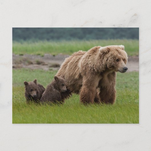 Mutter Grizzly Bär mit Twin Cubs Postkarte (Vorderseite)