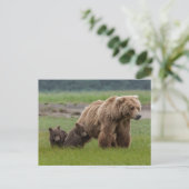 Mutter Grizzly Bär mit Twin Cubs Postkarte (Stehend Vorderseite)