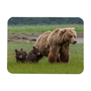 Mutter-Grizzlybärin mit Zwillingsjungen Magnet