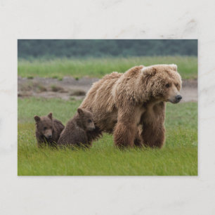 Mutter Grizzlybärin mit Zwillingsjungen Postkarte