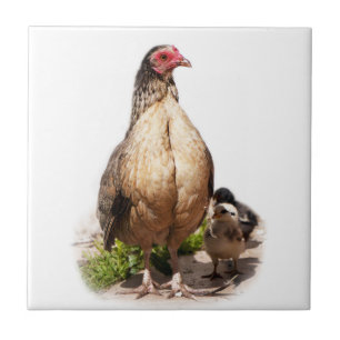 Mutter Hühner und Baby Hühner Fliese