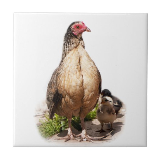 Mutter Hühner und Baby Hühner Fliese (Vorderseite)