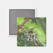 Mutter Hummingbird auf Nest Magnet (Vorderseite/Rückseite)
