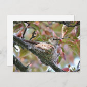 Mutter Hummingbird auf Nest Postkarte (Vorne/Hinten)