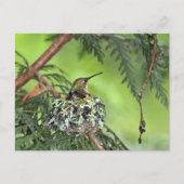 Mutter Hummingbird auf Nest Postkarte (Vorderseite)