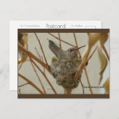 Mutter Hummingbird | Blue Beach Song™ Postkarte (Vorne/Hinten)