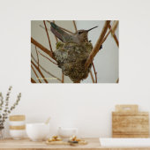 Mutter Hummingbird Poster (Küche)