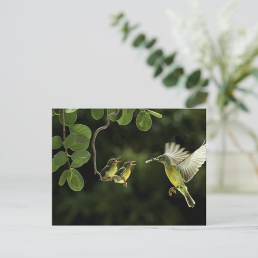 Mutter Hummingbird Postkarte (Stehend Vorderseite)