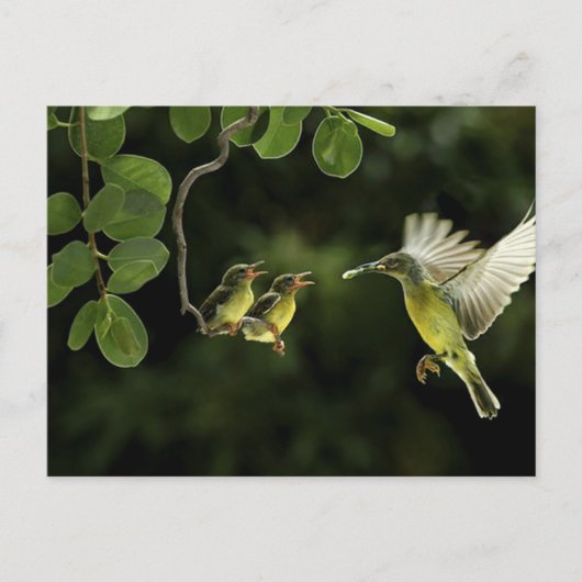 Mutter Hummingbird Postkarte (Vorderseite)