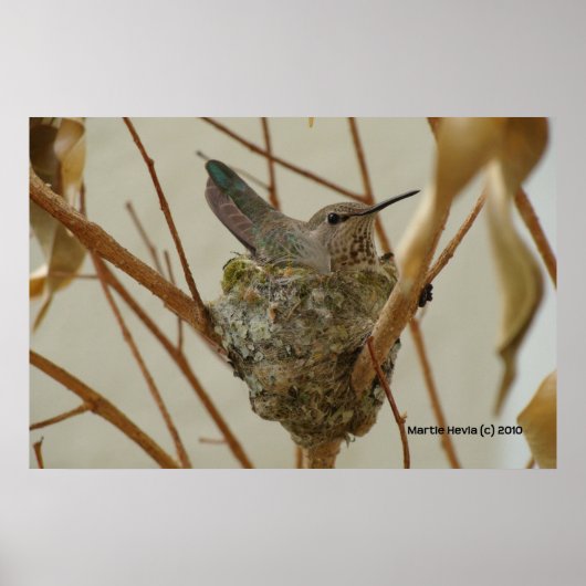 Mutter Hummingbird - Print/Poster Poster (Vorne)