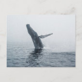 Mutter Humpback Whale Einladungspostkarte (Vorderseite)