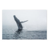 Mutter Humpback Whale Fotodruck (Vorne)