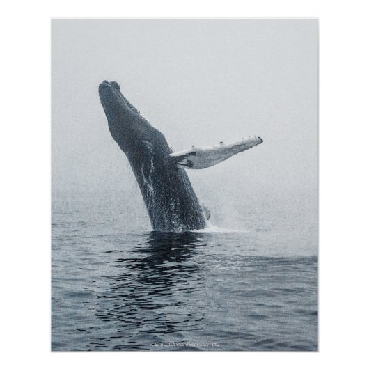 Mutter Humpback Whale Poster (Vorderseite)