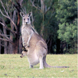Mutter Kangaroo mit Baby Joey in ihrem Beutel Fotoskulptur Magnet