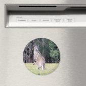 Mutter Kangaroo mit Baby Joey in ihrem Beutel Magnet (In Situ (Geschirrspüler))