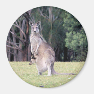 Mutter Kangaroo mit Baby Joey in ihrem Beutel Magnet