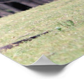 Mutter Kangaroo mit Baby Joey in ihrem Beutel Poster (Ecke)