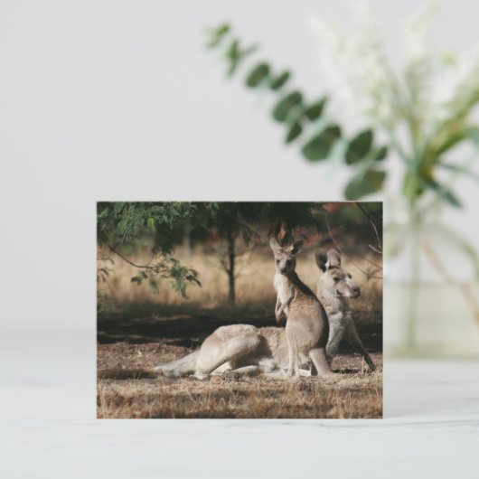 Mutter Kangaroo und Joey Relaxing Postkarte (Stehend Vorderseite)