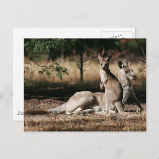 Mutter Kangaroo und Joey Relaxing Postkarte (Vorne/Hinten)