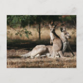 Mutter Kangaroo und Joey Relaxing Postkarte (Vorderseite)