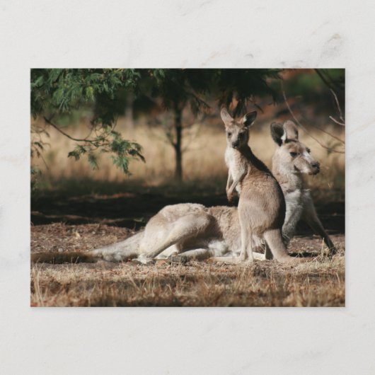 Mutter Kangaroo und Joey Relaxing Postkarte (Vorderseite)