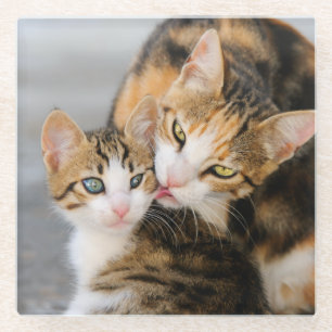 Mutter Katze Lieben Niedlich Kätzchen Foto, Tischd Glasuntersetzer