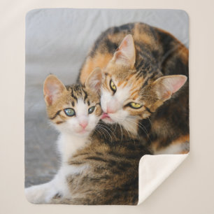 Mutter Katzen Lieben Niedlich Baby Kitten Tier Fot Sherpadecke