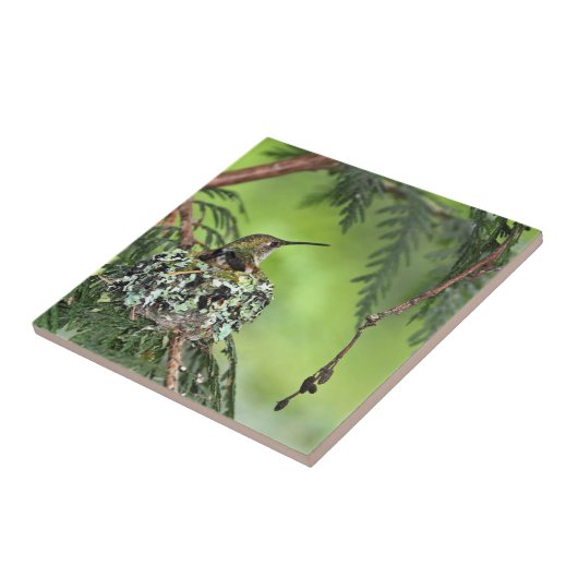 Mutter-Kolibri auf Nest Fliese (Seite)