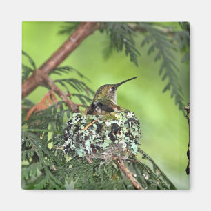 Mutter-Kolibri auf Nest Magnet