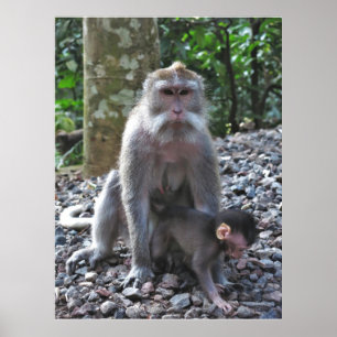 Mutter Macaque und Baby Poster