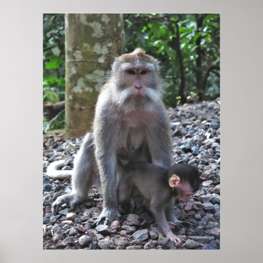 Mutter Macaque und Baby Poster (Vorne)