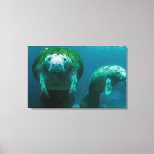 Mutter Manatee mit ihrem Kalb im Crystal River Leinwanddruck (Vorderseite)
