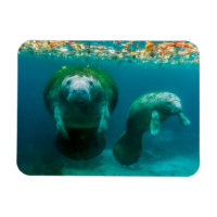 Mutter Manatee mit ihrem Kalb im Crystal River