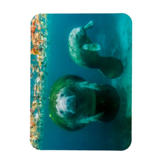 Mutter Manatee mit ihrem Kalb im Crystal River Magnet (Vertikal)