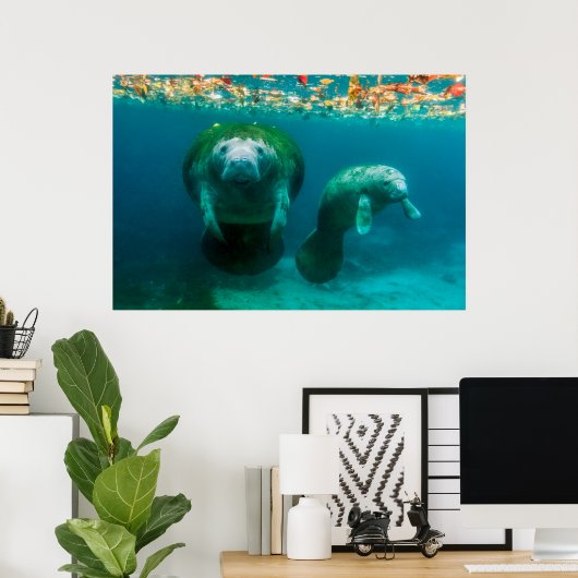 Mutter Manatee mit ihrem Kalb im Crystal River Poster (Heimbüro)