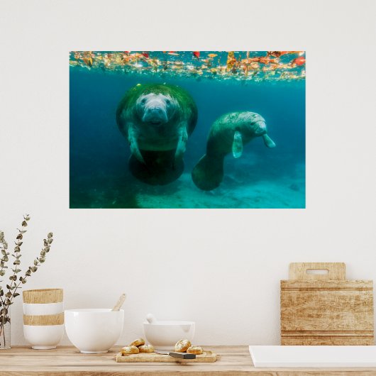 Mutter Manatee mit ihrem Kalb im Crystal River Poster (Küche)