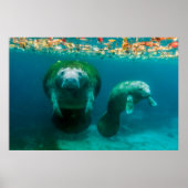 Mutter Manatee mit ihrem Kalb im Crystal River Poster (Vorne)