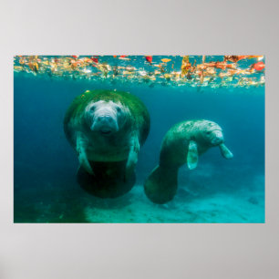 Mutter Manatee mit ihrem Kalb im Crystal River Poster