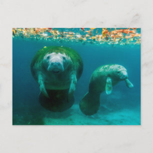Mutter Manatee mit ihrem Kalb im Crystal River Postkarte