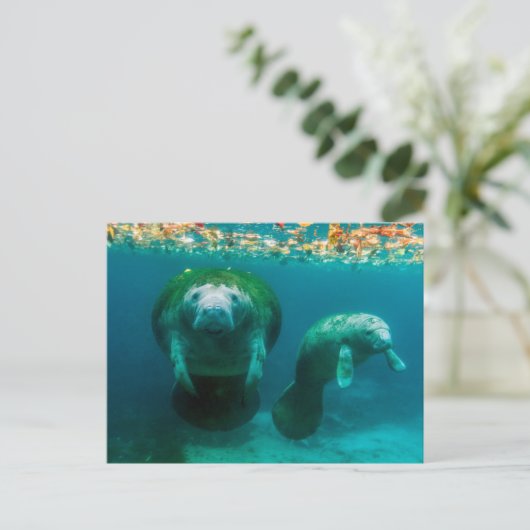 Mutter Manatee mit ihrem Kalb im Crystal River Postkarte (Stehend Vorderseite)