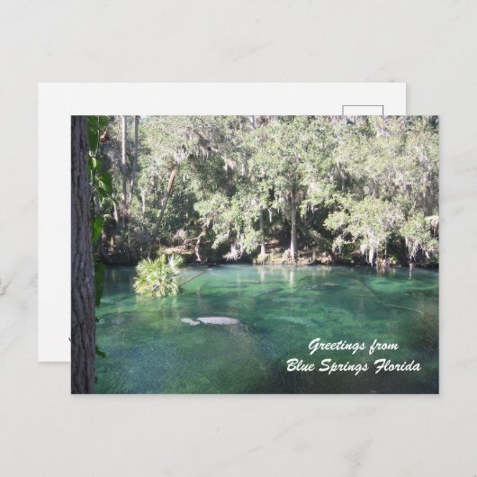 Mutter Manatee mit Kalb Blue Springs personalisier Postkarte (Vorne/Hinten)