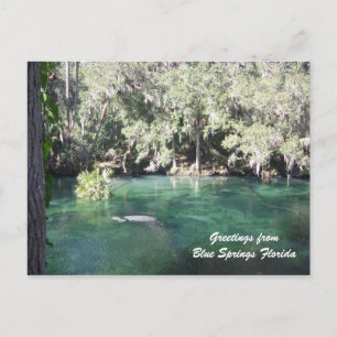 Mutter Manatee mit Kalb Blue Springs personalisier Postkarte
