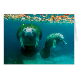 Mutter-Manati mit ihrem Kalb im Crystal River