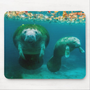 Mutter-Manati mit ihrem Kalb im Crystal River Mousepad