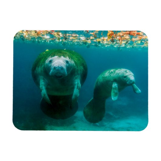 Mutter-Manati mit ihrem Kalb in Crystal River Magnet (Horizontal)