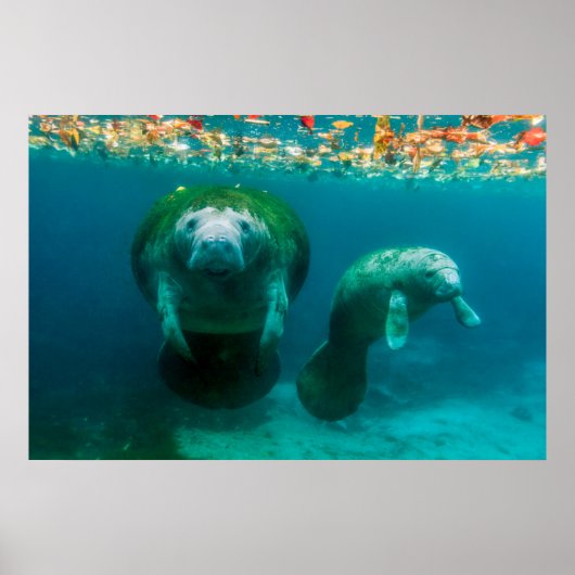 Mutter-Manati mit ihrem Kalb in Crystal River Poster (Vorne)