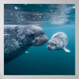 Mutter Narwhal & Calf - Erstes Schwimmen in der Ar Poster