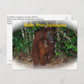 Mutter Orangutan und Baby in der Natur Postkarte (Vorne/Hinten)