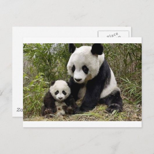 Mutter Panda mit ihrem Mund Postkarte (Vorne/Hinten)