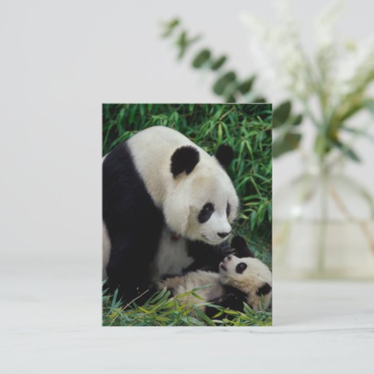 Mutter Panda und Baby im Bambusstrauch, Wolong Postkarte (Stehend Vorderseite)